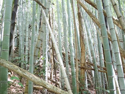 竹から機能性食品と最先端材料の段階的製造