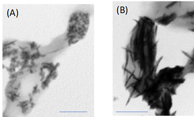 図2　分離した亜テルル酸還元細菌 (A)と遺伝子組換え大腸菌(B)の電子顕微鏡写真　スケールバーは500nm
