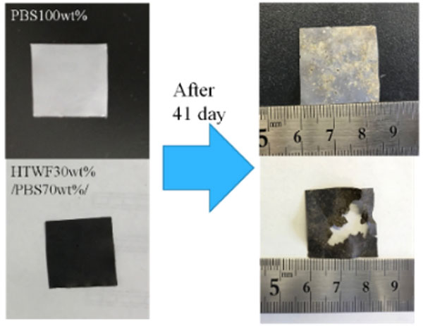 図１　生分解性プラスチック（PBS）とPBS/未利用木質バイオマス処理物複合材料（HTWF）の土中41日劣化後写真比較（高分子年会　2018）