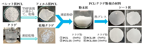 図1 クラゲ由来タンパク質を活用したPCL/クラゲ粉複合材料の作製方法と手順。