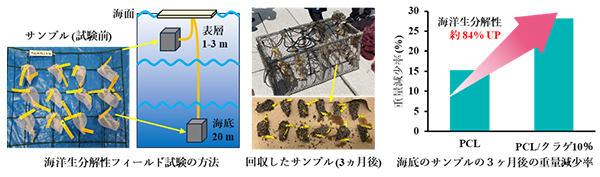 図2　愛媛県愛南町の海でフィールド試験を実施しました。クラゲ由来のタンパク質を活用することにより、PCLの海洋生分解性が84%向上することが確認できました。