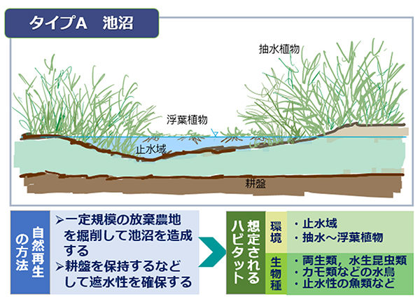 図-2  放棄農地の自然再生のタイプの例