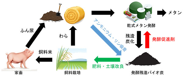図2　提案している乾式メタン発酵とバイオ炭によるふん尿処理・飼料生産システム。メタン発酵で得られるメタンは再生可能エネルギーとして利用されます。発酵後の残渣は炭（バイオ炭）に変換されます。バイオ炭は、メタン発酵の促進剤やふん尿に含まれる肥料成分（アンモニウムやリン）吸着回収に利用され、肥料成分を吸着したバイオ炭は、飼料栽培の肥料として利用されます。生産された飼料は国産飼料として家畜のエサとなります。