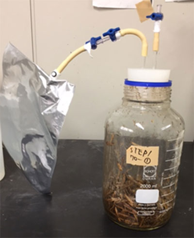 図4　メタン発酵試験の様子。メタン発酵の微生物を含んだ泥と原料（ふん尿とわら）を培養瓶に入れ、培養をします。培養が進むと、原料が二酸化炭素とメタンガスに変換され、瓶に接続されたガスバッグに貯まります。