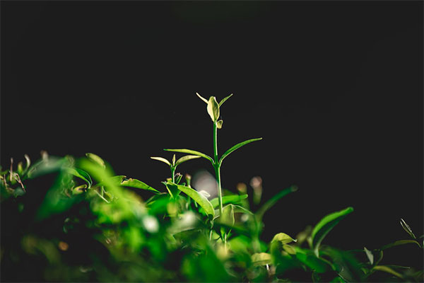 生物資源フィールド科学教育研究センター夏休み体験教室『自然いっぱいの中で畑探検しよう！』