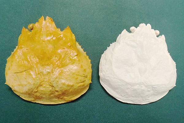 図1．右）カニ殻、左）カニ殻から抽出したキチン