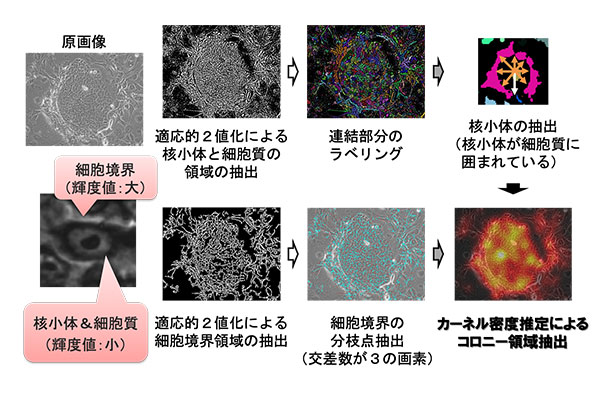 図 1：コロニー領域の同定方法