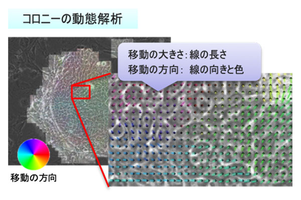 図 2：オプティカルフローによる動きの計測