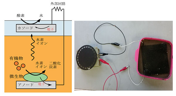 図1　（左）「泥の電池」の発電原理の模式図、（右）干潟泥を使った電池でモーターを駆動