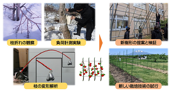 図3　「枝折れ対策」に関するこれまでの取組と今後の展開