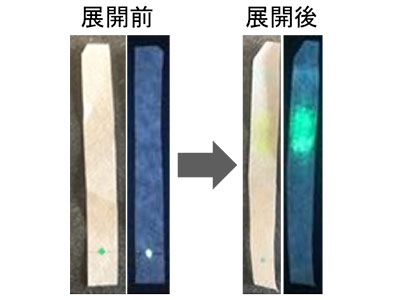 蛍光ペン（緑色）