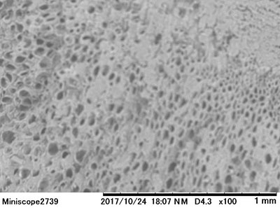 トウモロコシの芯（乾燥後）の電子顕微鏡写真 (100倍）　協和機電工業（株）　上山氏提供
