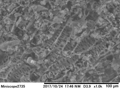 トウモロコシの芯（乾燥後）の電子顕微鏡写真　(1000倍)　協和機電工業（株）　上山氏提供
