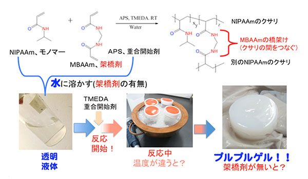 アクリルアミドは体の中でどのような働きをするのでしょうか？