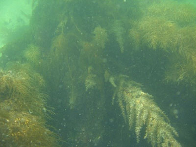 図６　人工魚礁に繁茂した海藻