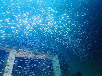 図７　人工魚礁周辺の魚群