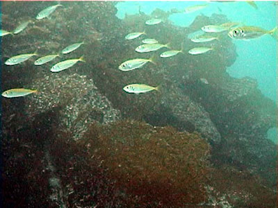図８　人工魚礁周辺の魚群